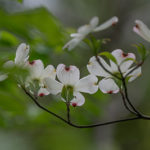 Branch of a white flowering dogwood which is used by tree company in Galloway Township