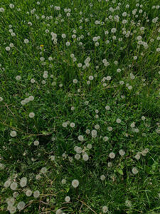 Lawn covered in weeds that needs to be treated with the biopesticide Fiesta Turf Weed Killer